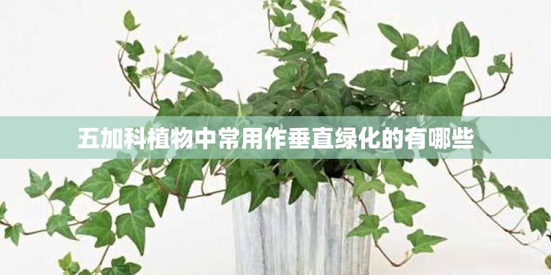 五加科植物中常用作垂直绿化的有哪些