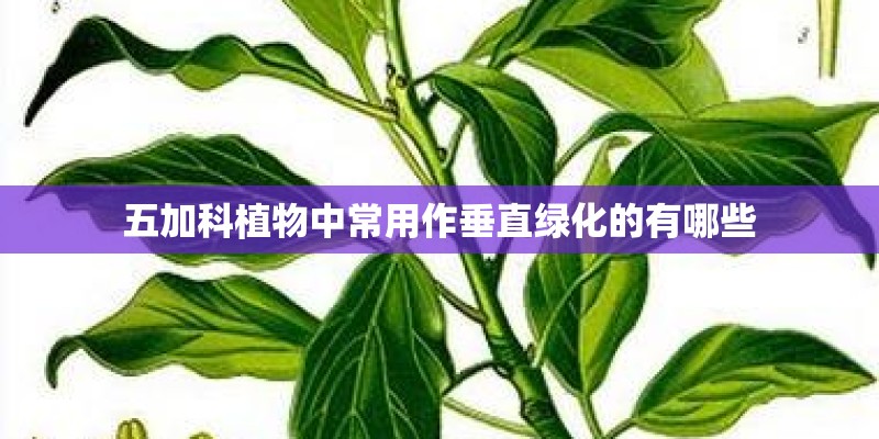 五加科植物中常用作垂直绿化的有哪些