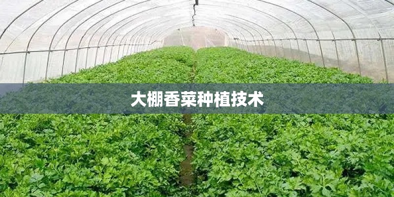 大棚香菜种植技术 大棚香菜种植技术