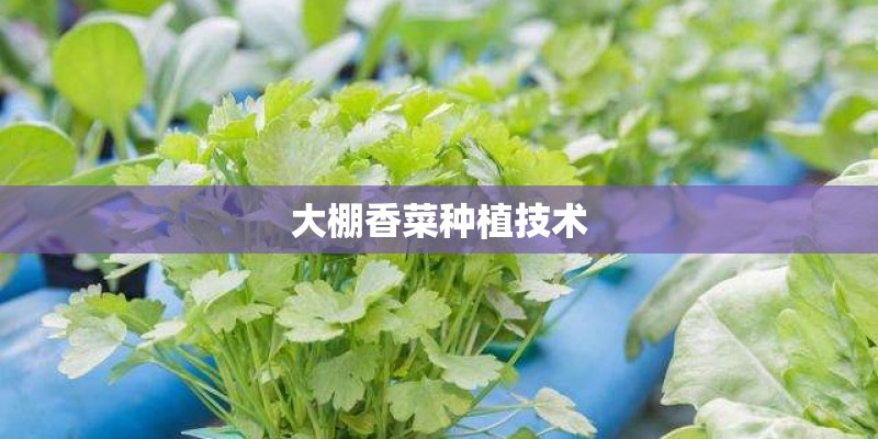 大棚香菜种植技术 大棚香菜种植技术