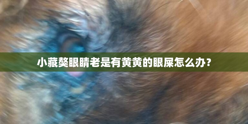 小藏獒眼睛老是有黄黄的眼屎怎么办？