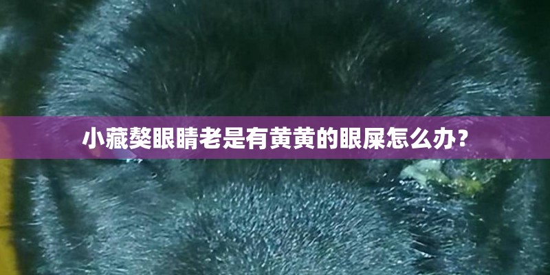 小藏獒眼睛老是有黄黄的眼屎怎么办？