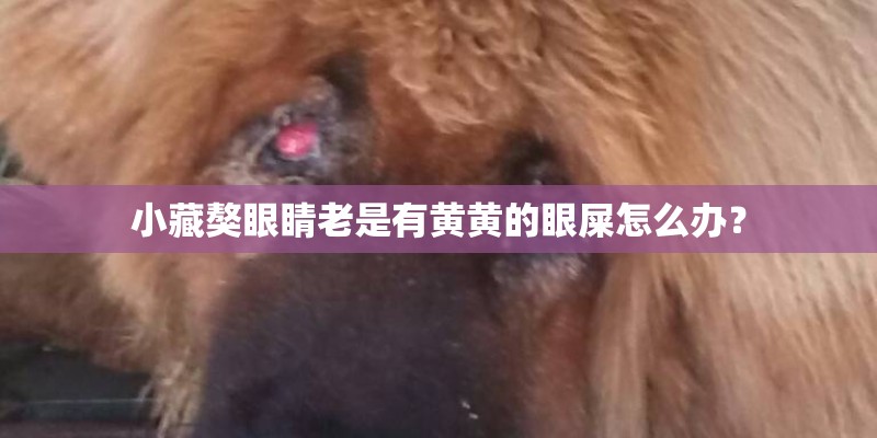 小藏獒眼睛老是有黄黄的眼屎怎么办？