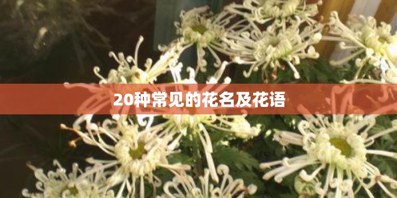 20种常见的花名及花语 20种常见的花名及花语