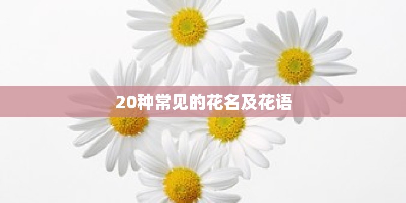 20种常见的花名及花语 20种常见的花名及花语