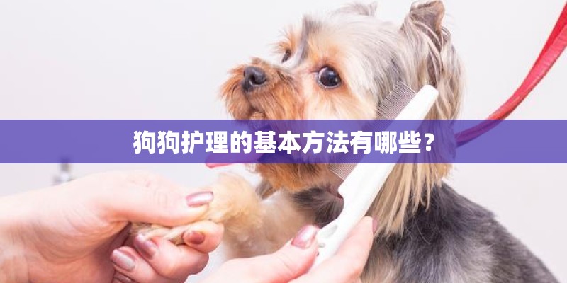 狗狗护理的基本方法有哪些？