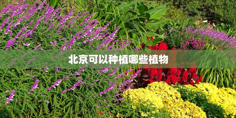 北京可以种植哪些植物 北京可以种植哪些植物