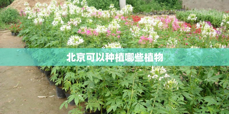 北京可以种植哪些植物 北京可以种植哪些植物
