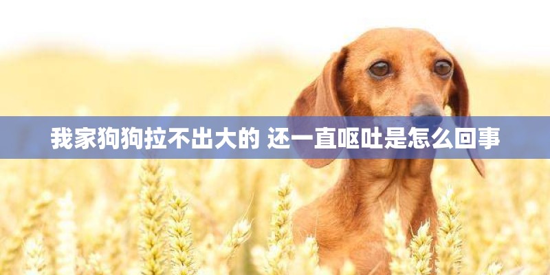 我家狗狗拉不出大的 还一直呕吐是怎么回事