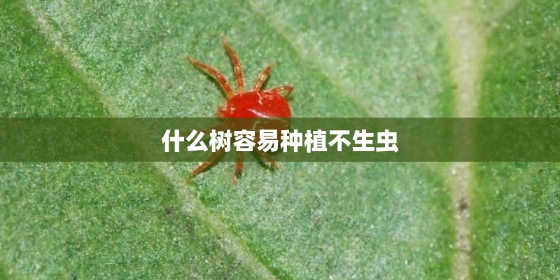 什么树容易种植不生虫
