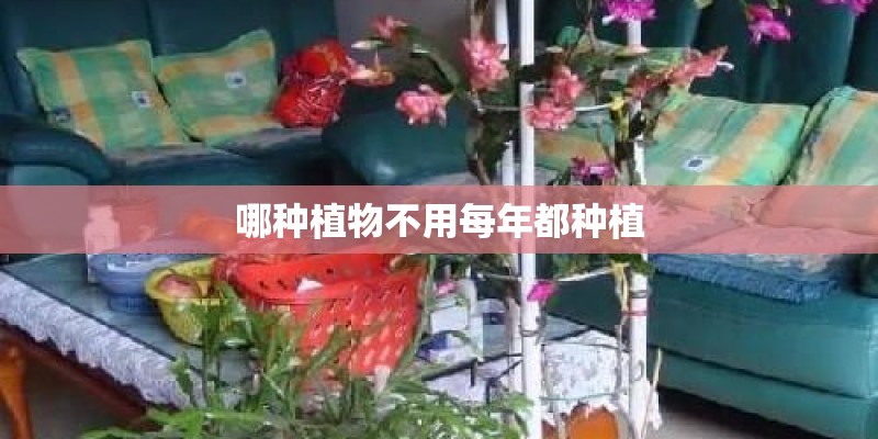 哪种植物不用每年都种植