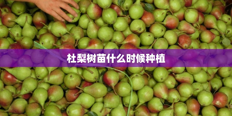 杜梨树苗什么时候种植