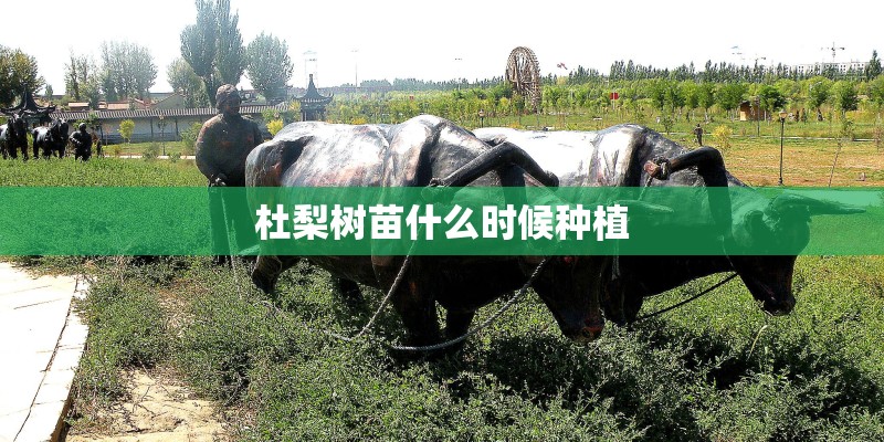 杜梨树苗什么时候种植