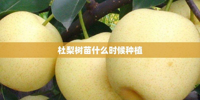 杜梨树苗什么时候种植