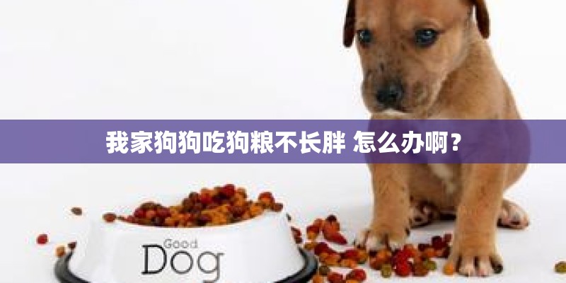 我家狗狗吃狗粮不长胖 怎么办啊？