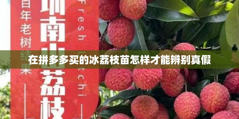 在拼多多买的冰荔枝苗怎样才能辨别真假