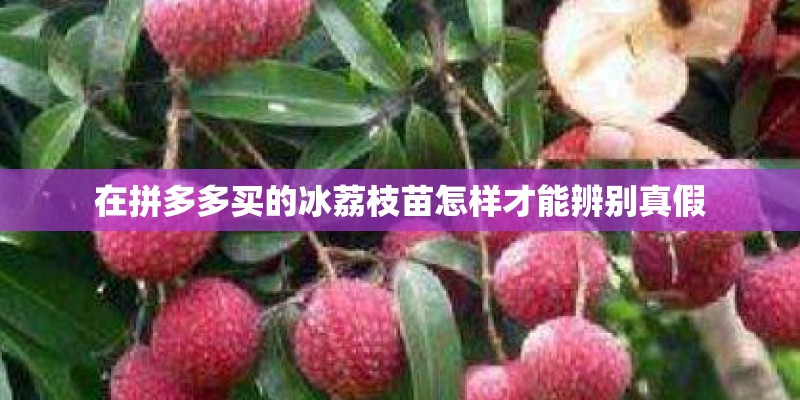 在拼多多买的冰荔枝苗怎样才能辨别真假