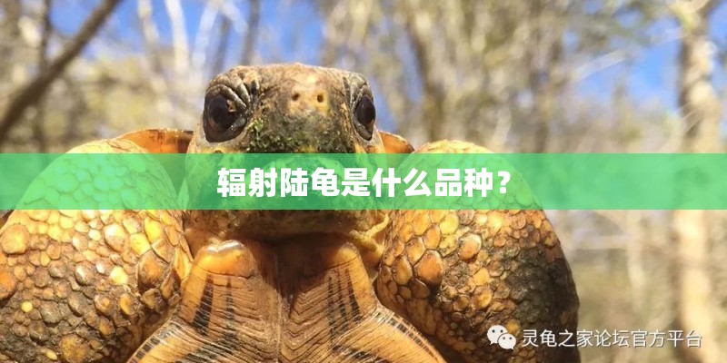 辐射陆龟是什么品种？