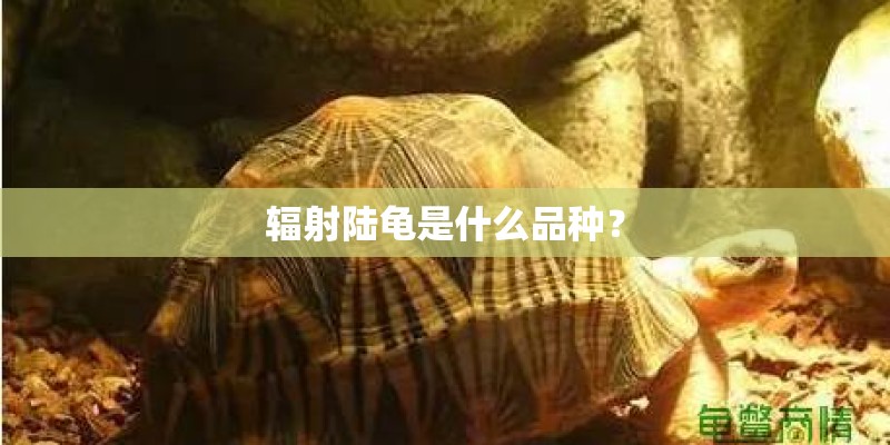 辐射陆龟是什么品种? 辐射陆龟是什么品种?