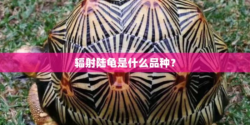 辐射陆龟是什么品种? 辐射陆龟是什么品种?