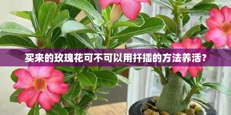 买来的玫瑰花可不可以用扦插的方法养活？