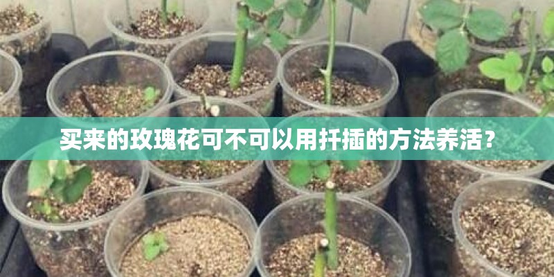 买来的玫瑰花可不可以用扦插的方法养活？