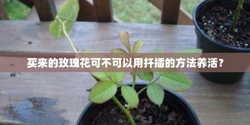 买来的玫瑰花可不可以用扦插的方法养活？