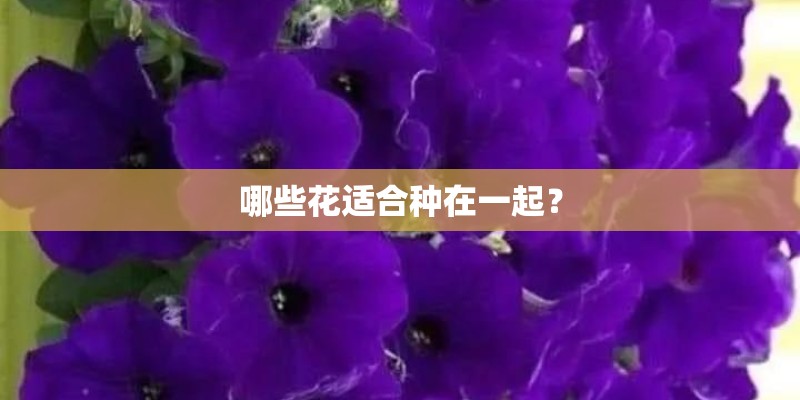 哪些花适合种在一起？