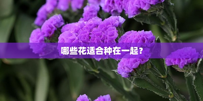 哪些花适合种在一起？