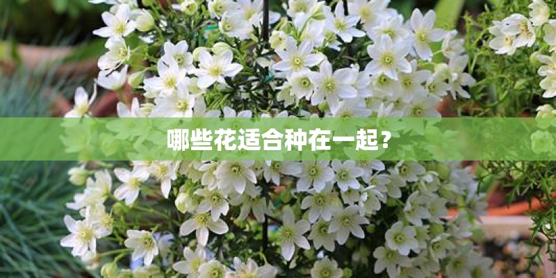 哪些花适合种在一起？