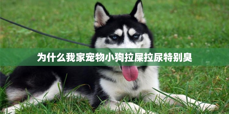 为什么我家宠物小狗拉屎拉尿特别臭