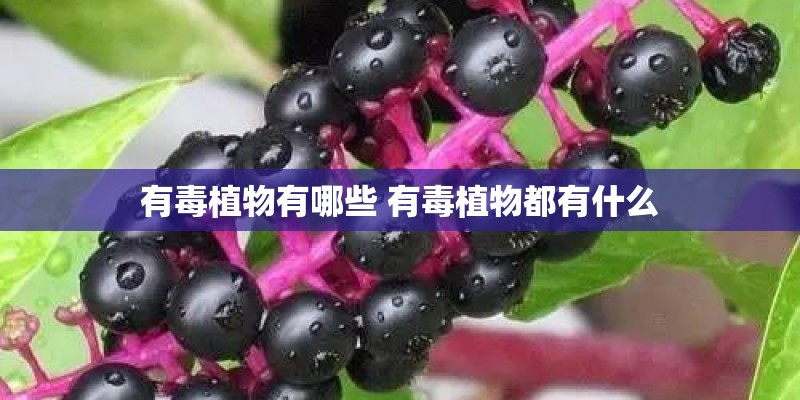 有毒植物有哪些 有毒植物都有什么 有毒植物有哪些 有毒植物都有什么