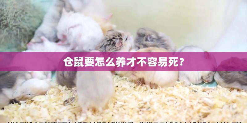 仓鼠要怎么养才不容易死? 仓鼠要怎么养才不容易死?