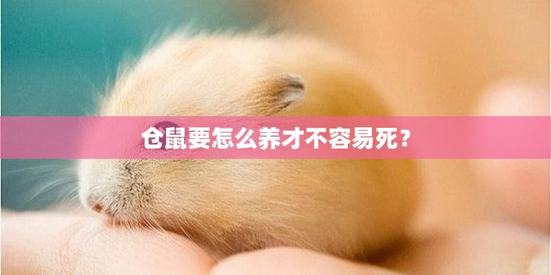仓鼠要怎么养才不容易死? 仓鼠要怎么养才不容易死?