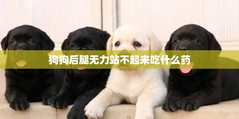 狗狗后腿无力站不起来吃什么药