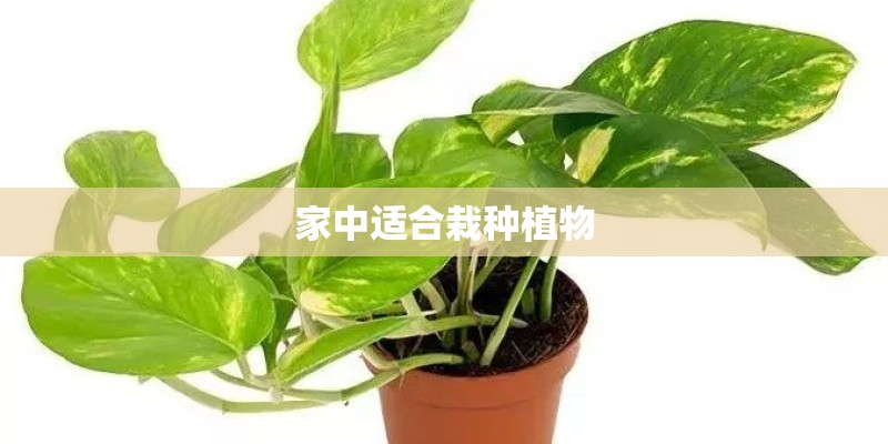 家中适合栽种植物