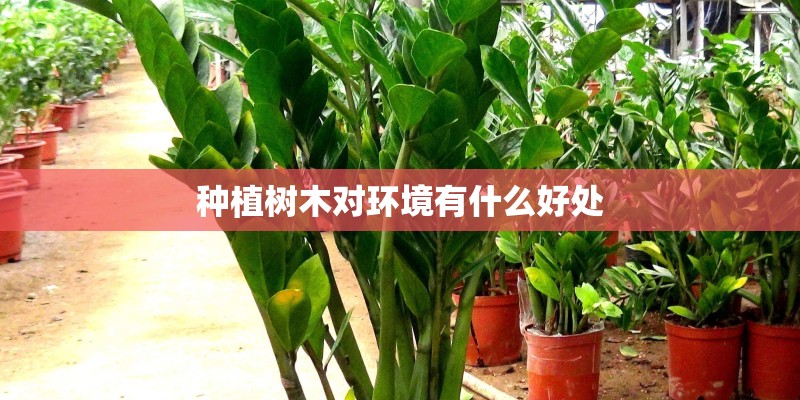 种植树木对环境有什么好处