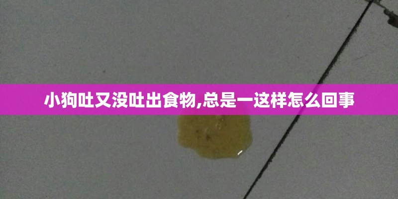小狗吐又没吐出食物,总是一这样怎么回事