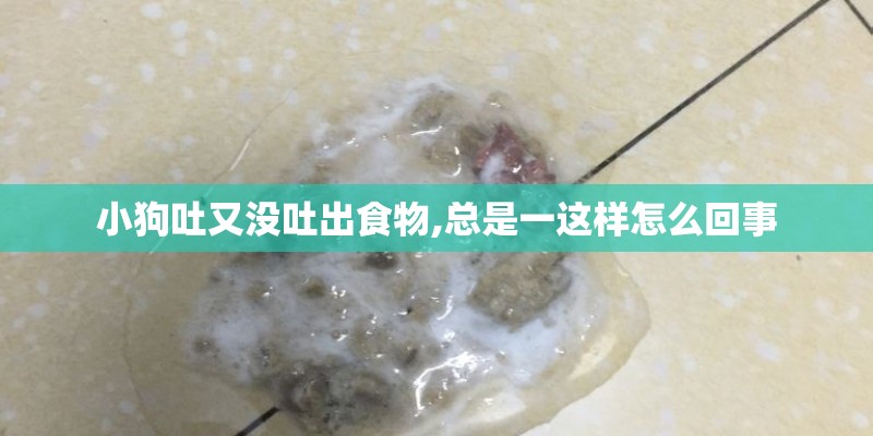 小狗吐又没吐出食物,总是一这样怎么回事
