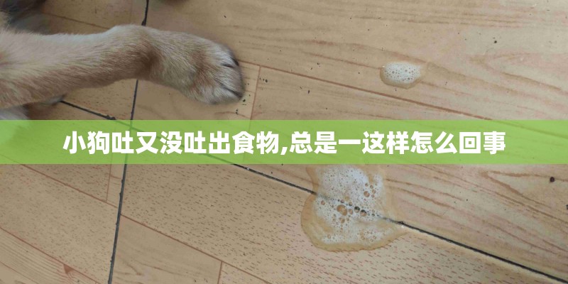 小狗吐又没吐出食物,总是一这样怎么回事