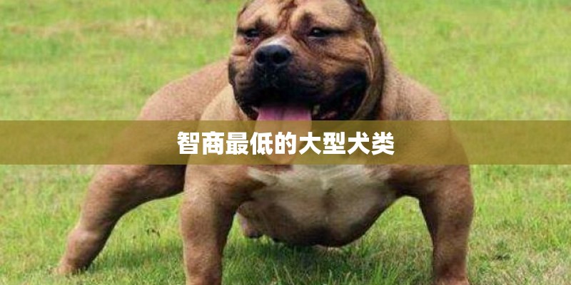 智商最低的大型犬类