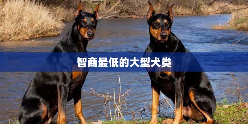 智商最低的大型犬类