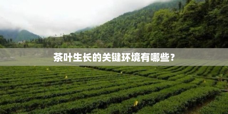 茶叶生长的关键环境有哪些？