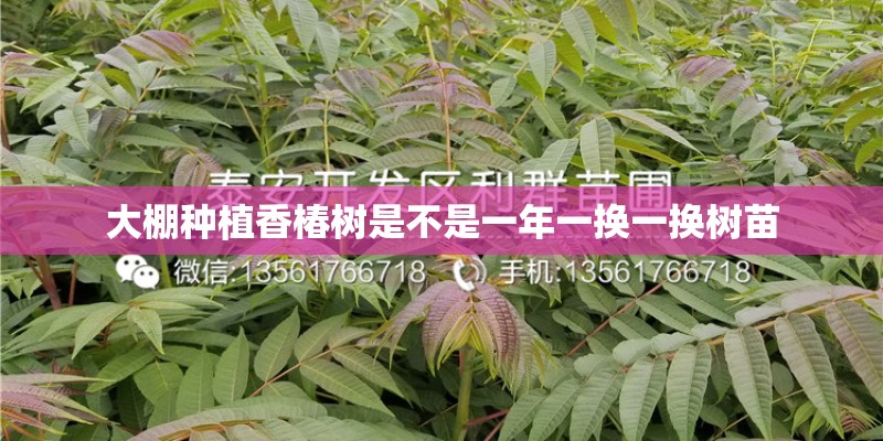 泰迪狗忽然发烧怎么办
