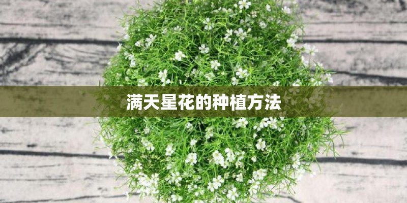 满天星花的种植方法