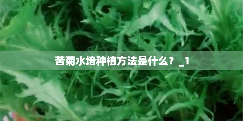 苦菊水培种植方法是什么？_1