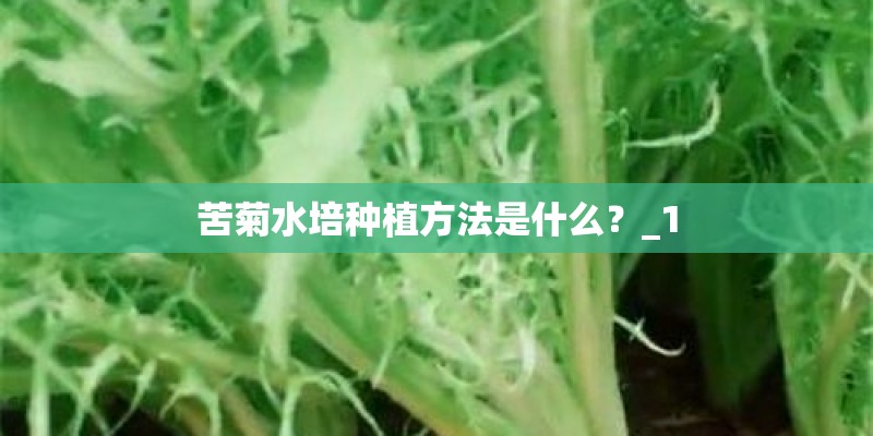 苦菊水培种植方法是什么?_1 苦菊水培种植方法是什么?_1