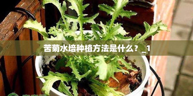 苦菊水培种植方法是什么?_1 苦菊水培种植方法是什么?_1