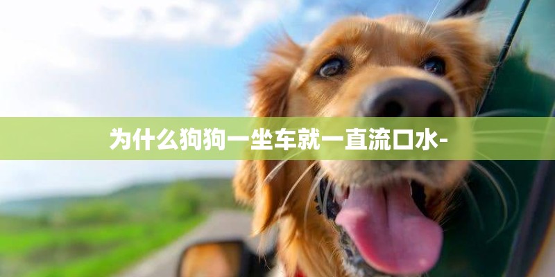 为什么狗狗一坐车就一直流口水-