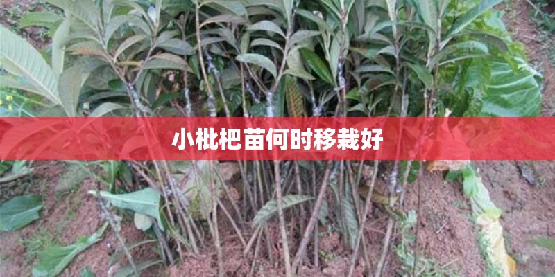 小枇杷苗何时移栽好